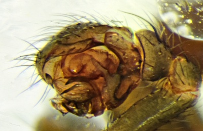 Datei:Tenuiphantes zimmermanni m Pedipalpus 01062014 NSG Wakenitz.jpg