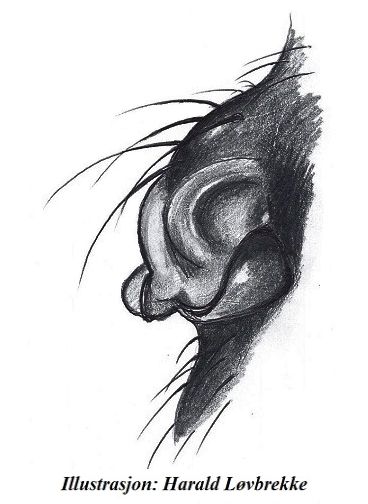 Datei:Entelecara erythropus epigyn la HLovbrekke.jpg