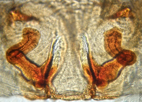 Datei:Pardosa fulvipes vulva 500 GHMorka.jpg