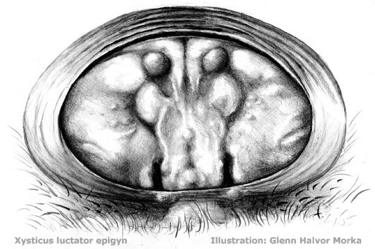 Datei:Xysticus-luctator-epigyn-illustrasjon.jpg