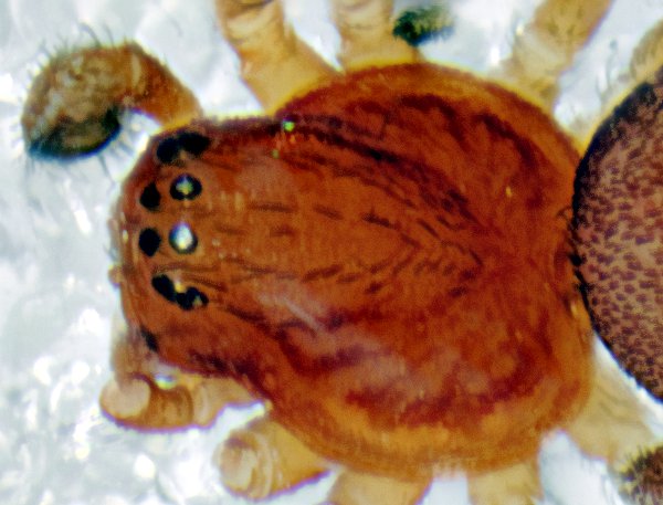 Datei:Nigma puella 2013-05-20 m Prosoma.jpg