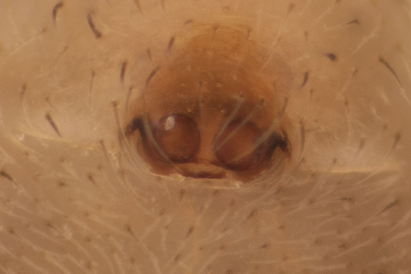 Datei:Piratula latitans BG 2018-05-13 Epigyne.jpg