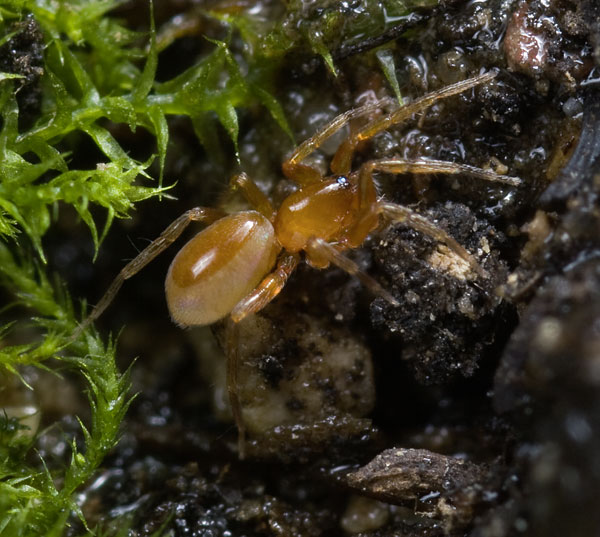 Datei:Triaeris-stenaspis Jena-Tropenhaus 12-02 02-female.jpg