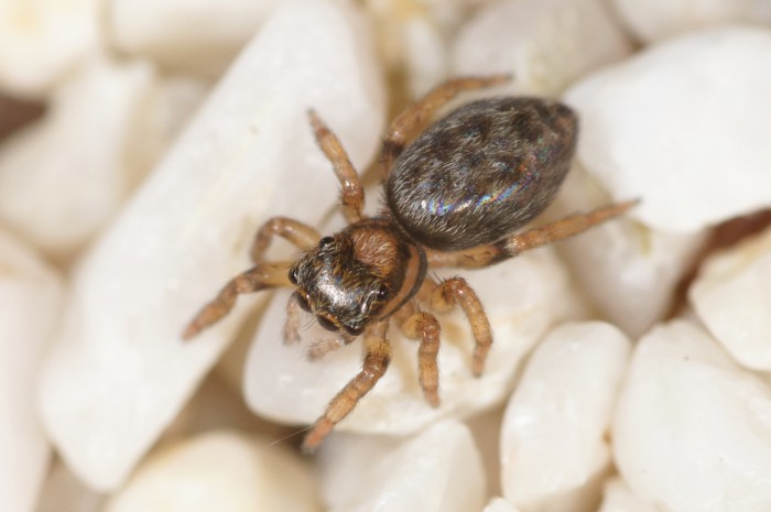 Datei:Saitis imitatus juv female dorsal Schmitz.jpg