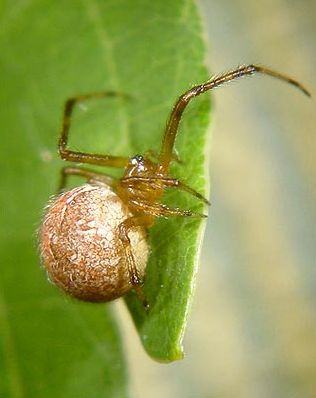 Datei:Theridion pinastri f2 6 1024.jpg