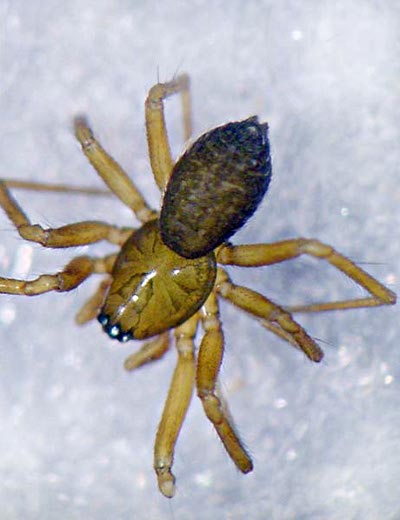 Aphileta misera 1024.jpg