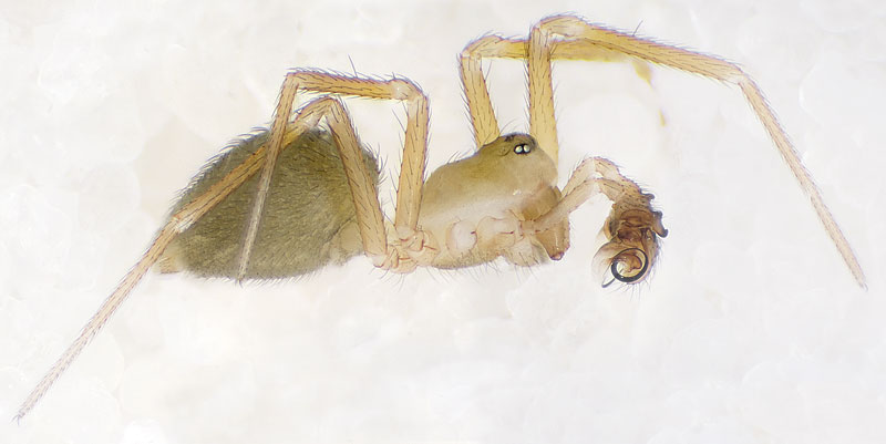 Datei:Evansia-merens Lehesten-5534 11-04 04.jpg