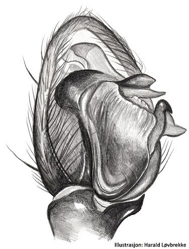 Datei:Agroeca brunnea palp ventral HLovbrekke.jpg