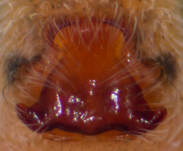 Datei:Pardosa blanda Epi 9-01538.jpg