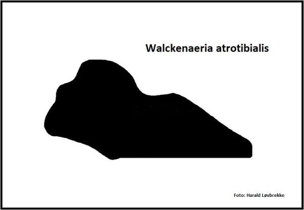 Datei:Walckenaeria atrotibialis male Prosoma form HLovbrekke.jpg