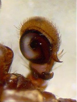 Datei:Xysticus lineatus 1024 m PP AStaudt.jpg