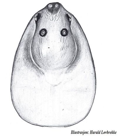 Datei:Diastanillus pecuarius male prosoma do HLovbrekke.jpg