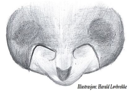 Datei:Lasiargus hirsutus epigyn HLovbrekke.jpg