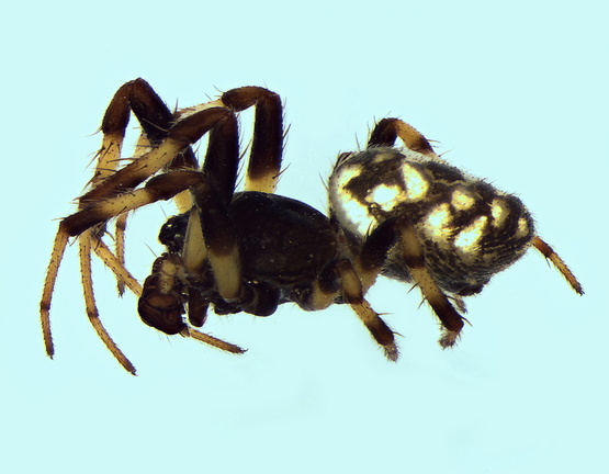 Datei:Nemoscolus laurae m la 3,83mm fuerteVentura POger.jpg