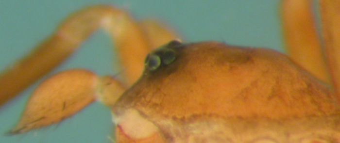 Datei:Agyneta olivacea m prosoma la Femunden Sumpf 07.03.2012 AFjellberg.jpg