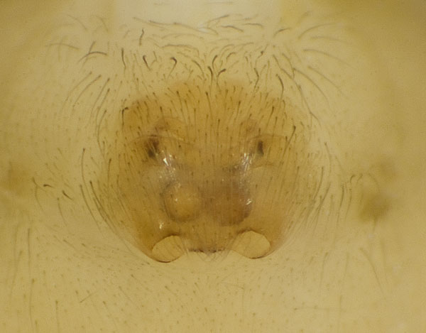 Datei:Clubiona-neglecta Weimar5034 09-06 01-Epig.jpg