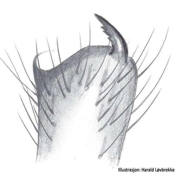 Datei:Drassodes villosus Tibialapophyse HLovbrekke.jpg