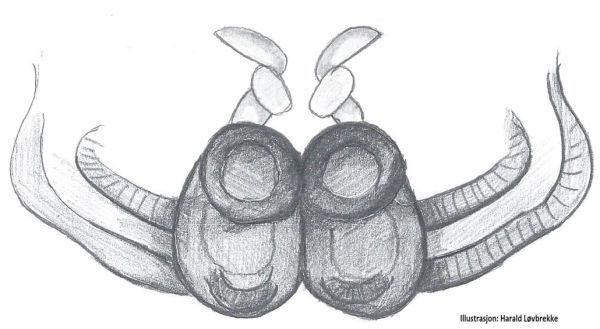 Datei:Heliophanus cupreus vulva do HLovbrekke.jpg