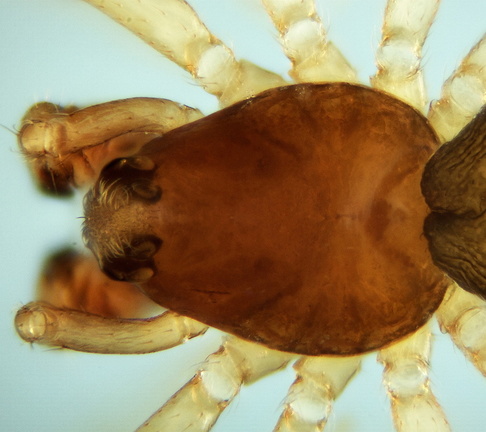 Datei:Janetschekia monodon m Glatze 1,16mm Kiesbank Fluss Estoublon Fr 11Jul11 POger.jpg