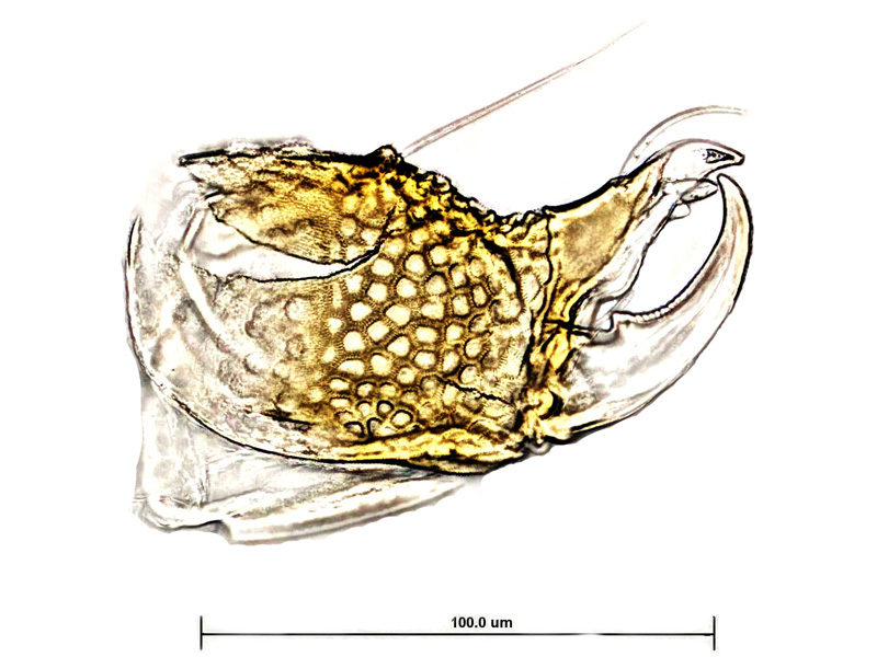 Datei:Labidostomma Nicoletiella denticulatum male A5173 PS4011.jpg