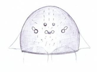 Datei:Porrhomma egeris female frontal habitus HLovbrekke.jpg
