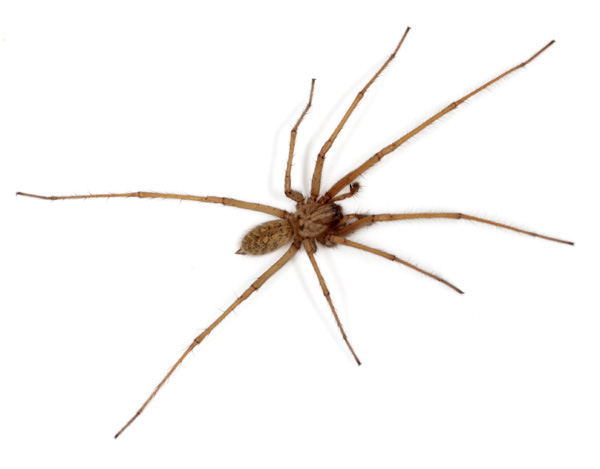 Datei:Tegenaria atrica male febr 600.jpg