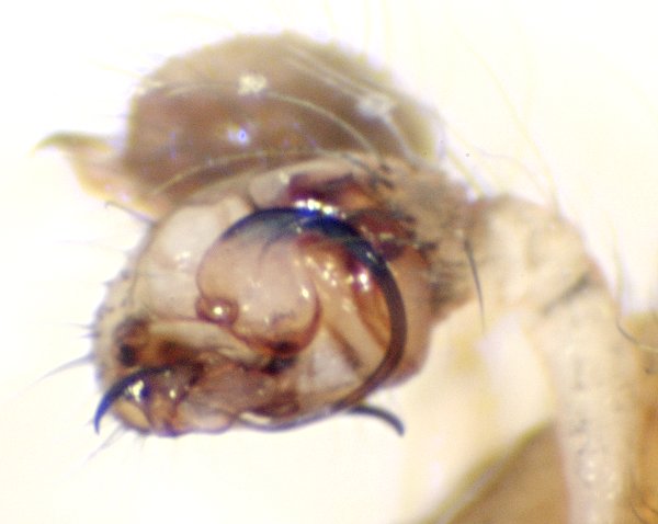 Datei:Theridion pinastri pedi-600.jpg