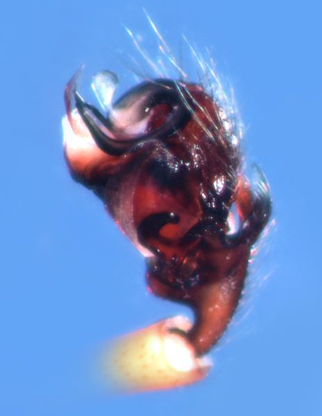 Datei:Walckenaeria nudipalpis pp GHMorka.jpg