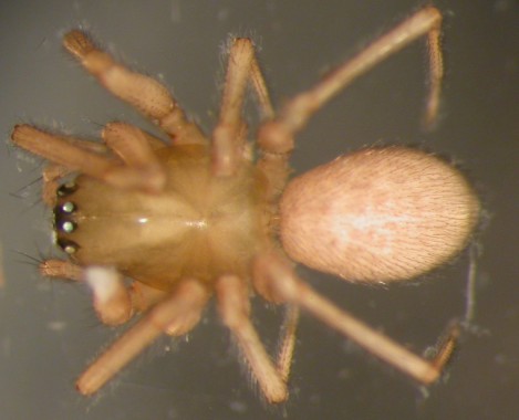 Datei:Drepanotylus uncatus 2,5mm hunn dorsal Tolvmannsmyra Andebu 09.09.2010 AFjellberg.jpg