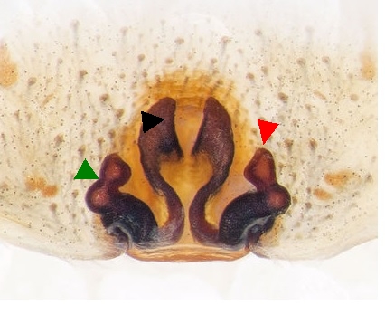 Datei:Trochosa-ruricola Rhoen-Bischofsheim vulv.jpg