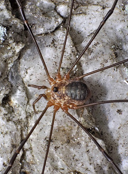 Datei:Amilenus auranticaus, male, Austria, Soboth Schoenhofer.jpg