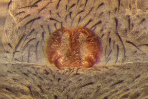 Datei:Arctosa lutetiana 11-30.07.2015-BF- Bliestorfer Heide Epigyne.jpg