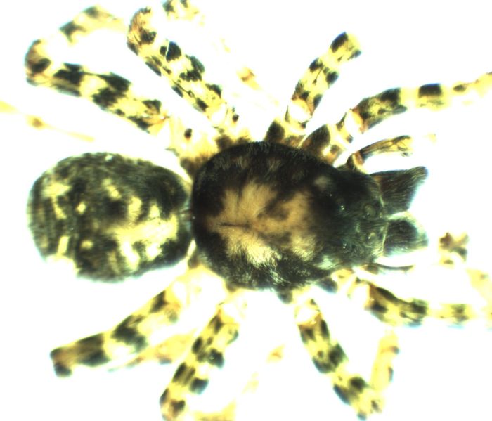 Datei:Arctosa stigmosa male do HLovbrekke.jpg