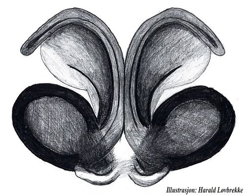 Datei:Gnaphosa leporina Vulva dorsalt HLovbrekke.jpg