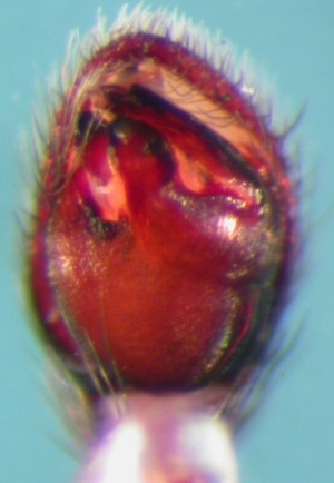 Datei:Haplodrassus umbratilis palp Arne Fjellberg.jpg