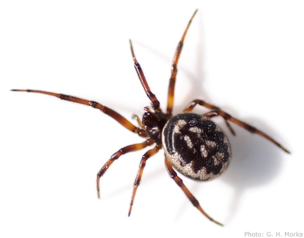 Datei:Steatoda albomaculata hunn 600 GHMorka.jpg