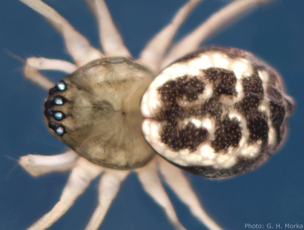 Datei:Abiskoa abiskoensis habitus GHMorka.jpg