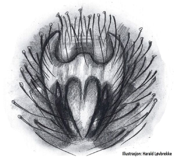 Datei:Gnaphosa muscorum epigyn HLovbrekke.jpg