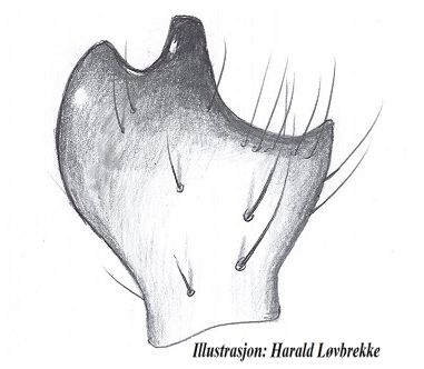 Datei:Scotinotylus evansi li tibial apophysis vonOben HLovbrekke.jpg