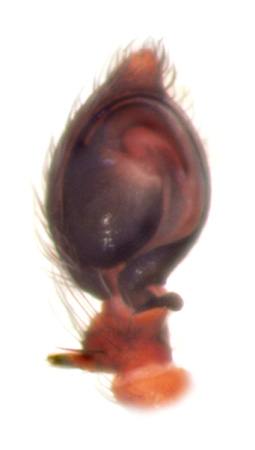 Datei:Dictyna pusilla palp innmat GHMorka.jpg