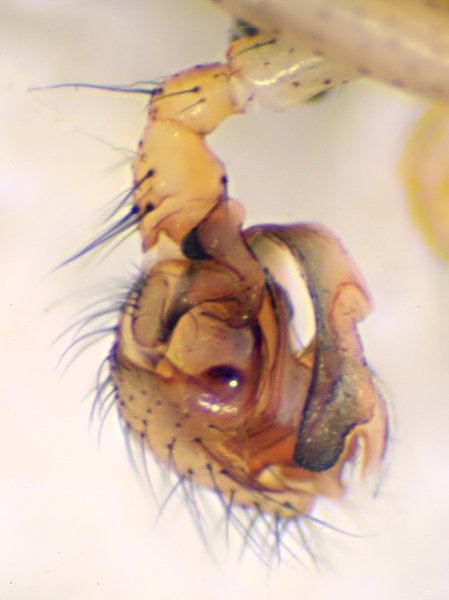 Datei:Helophora insignis pedi left.jpg