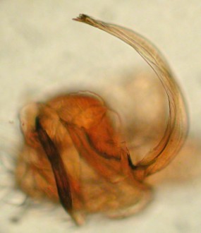 Datei:Improphantes complicatus lamella characteristica palpe sett fra tuppen AFjellberg.jpg