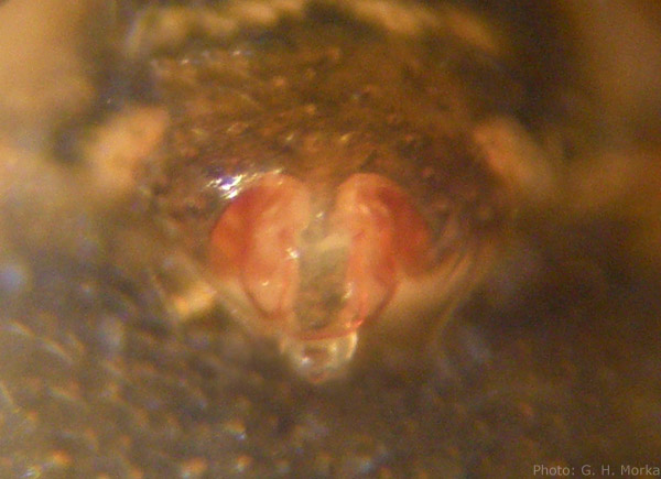 Datei:Palliduphantes antroniensis w 1,5mm epigyn Nordnorwegen Kindle Fjord GHMorka.jpg