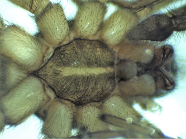 Datei:Piratula uliginosa male sternum HLovbrekke.jpg