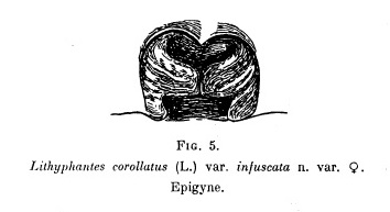 Datei:SchenkelInfuscataFigure.jpg