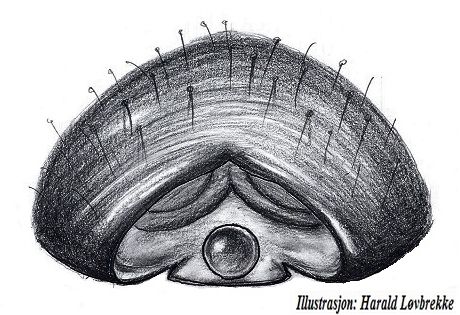 Datei:Linyphia triangularis epigyn HLovbrekke.jpg