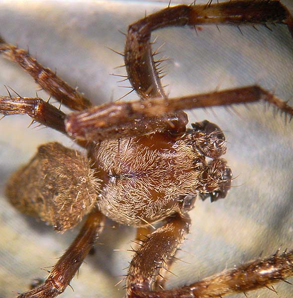 Datei:Araneus angulatus 5 1024.jpg