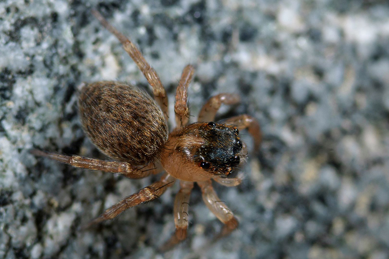 Datei:Saitis barbipes w do HHelwig.jpg