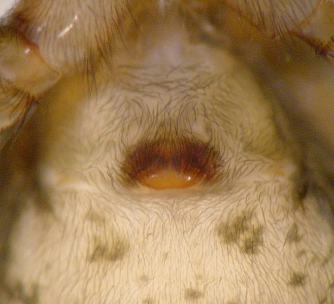 Datei:Amaurobius similis 3 1024.jpg