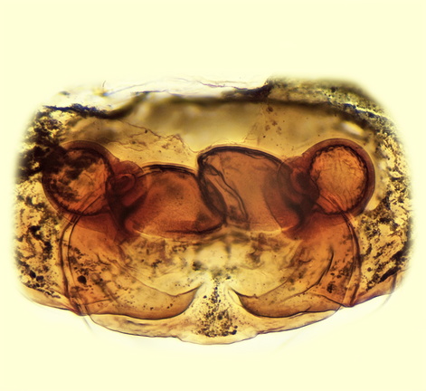 Datei:Minyriolus medusa w vul 1,56mm ilePanarea Sizilien IT 7Nov16 POger.jpg